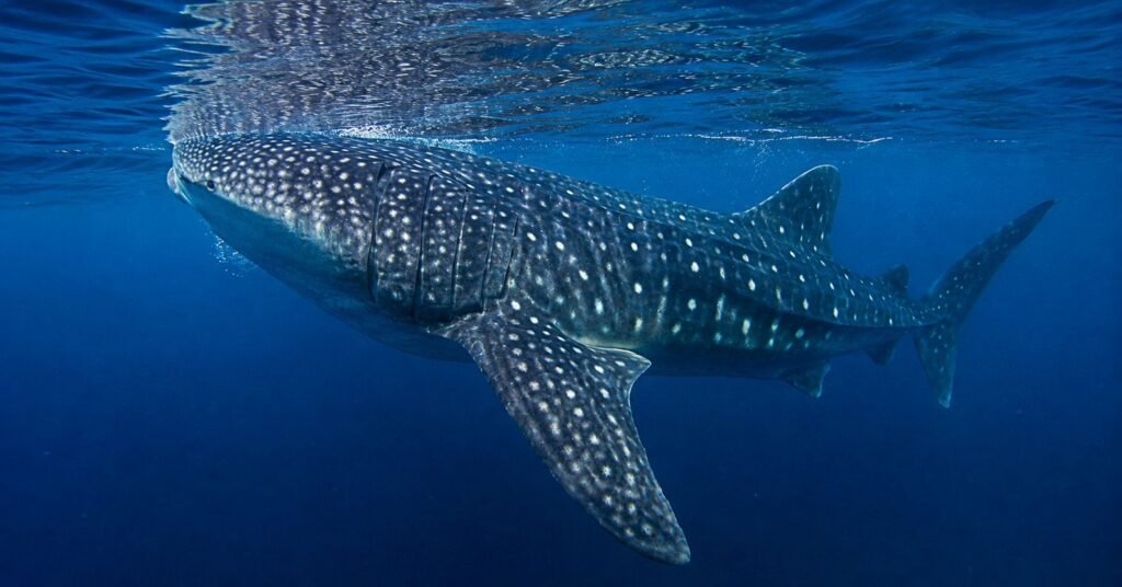 Whale Shark Tour Sumbawa